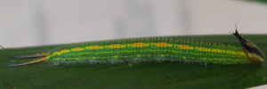 Larvae